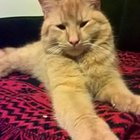 Paweł Radzewicz - awatar