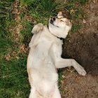 Maja Miłosz - awatar