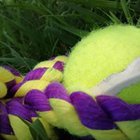 Maja Romicka - awatar