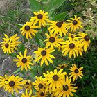 Kasia Tarczyn - awatar