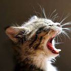 Jacek Jacuh - awatar