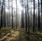 Małgorzata Jarosz - awatar