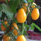 Iwona Owczarek - awatar