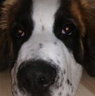 Robert Małecki - awatar