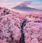 Iwona Frezja - awatar