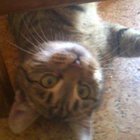 Wojciech Gontarek - awatar