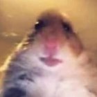 Miłosz Kuźniewski - awatar