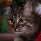 Nikola Wiktori - awatar