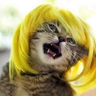 Donia Niezgoda - awatar