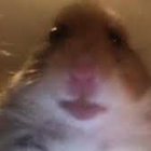 Adrian Staniaszek - awatar