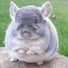 Wikul Grucha - awatar