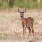 FUNDACJA LEŚNA POMOC - awatar