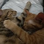 Jonatan Calak - awatar