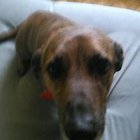 Alicja Niedzwiecka - awatar