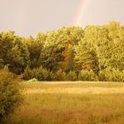 Edeltrauda Dziewa - awatar