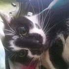 Daria Nicek - awatar