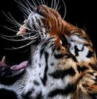 Brajan Mincer - awatar