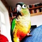 Mikołaj Sikor - awatar