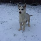 Michał Kowalski - awatar