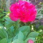 Sylwia Blomberg - awatar