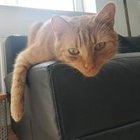 Róża Staszewska - awatar