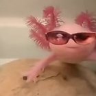 Szymon Skowronek - awatar