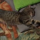 Kost Martyu - awatar