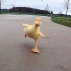 Nikodem Hajdas - awatar