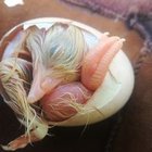 Rjakbmlad Dalmbkajr - awatar