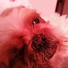 Pieseł Gaming - awatar