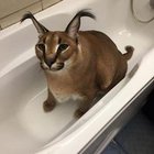 Maciej Szymanski - awatar