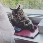 Piotr Kołt - awatar