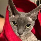 Aleksandra Kantorowicz - awatar