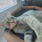 Настя Лебеда - awatar