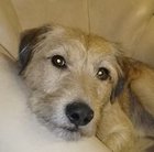 Rafal Grabiec - awatar