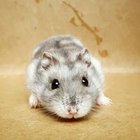 Antoni Wilk - awatar