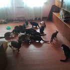 Dt Kocia Wolnosc - awatar