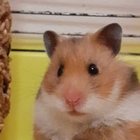 Adrian Salamandra - awatar