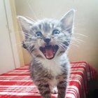 Cyryl Bastek - awatar