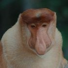 Mikołaj Milcarz - awatar