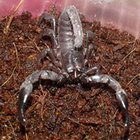 Sebastian Tański - awatar