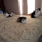 Bogusława Biała - awatar