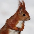 Anna Szostak - awatar