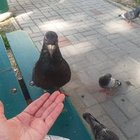 Aurelia Majchrzyk - awatar