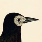 Eremiya Hosokawa - awatar