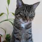 Iwona Iwona - awatar