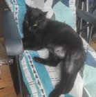 Amelia Tkaczyk - awatar