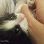 Zuzia Krysak - awatar