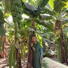 Joanna Okłocka - awatar