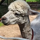 Beatka Cendrowska - awatar